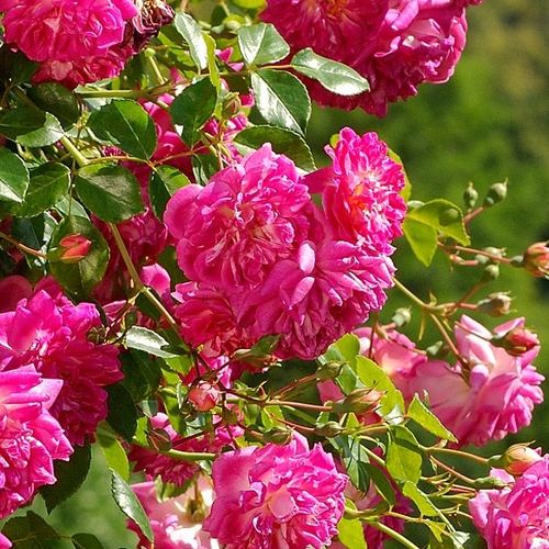Rosa Alexandre Girault - rosa - rose rambler
